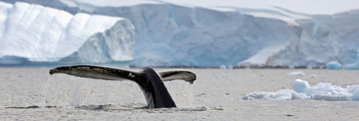 A humpback dives under the ice