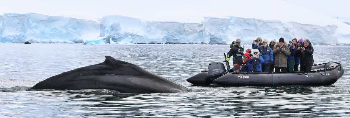 A fearless humpback whale plays with a Zodiac