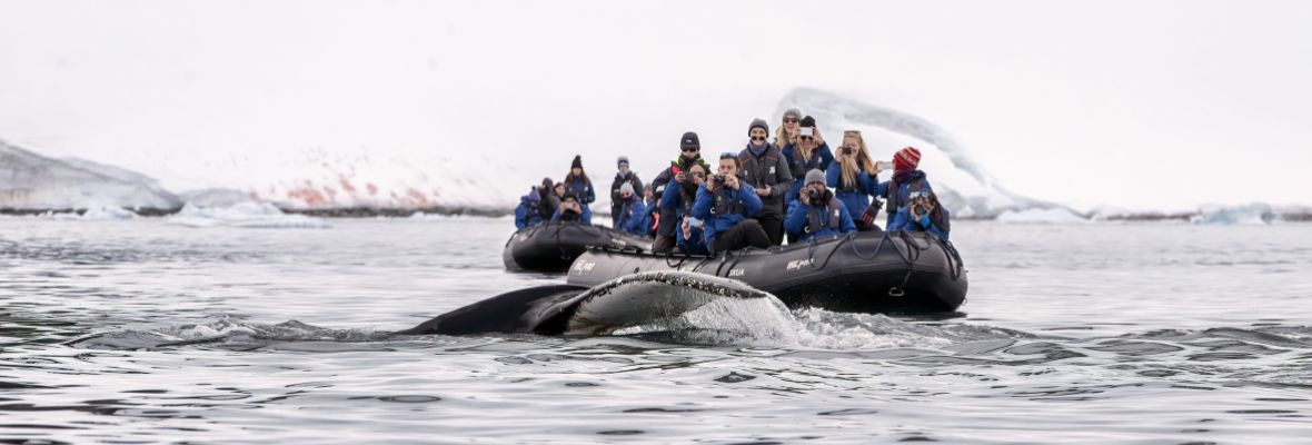 A humpback whale skims the surface