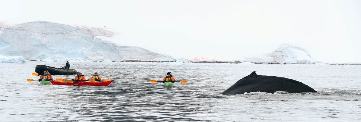 Kayaking with the gentle giants of the south