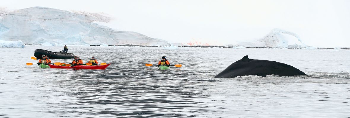Close encounter with a humpback, gentle giants of the south Close encounter with a humpback, gentle giants of the south
