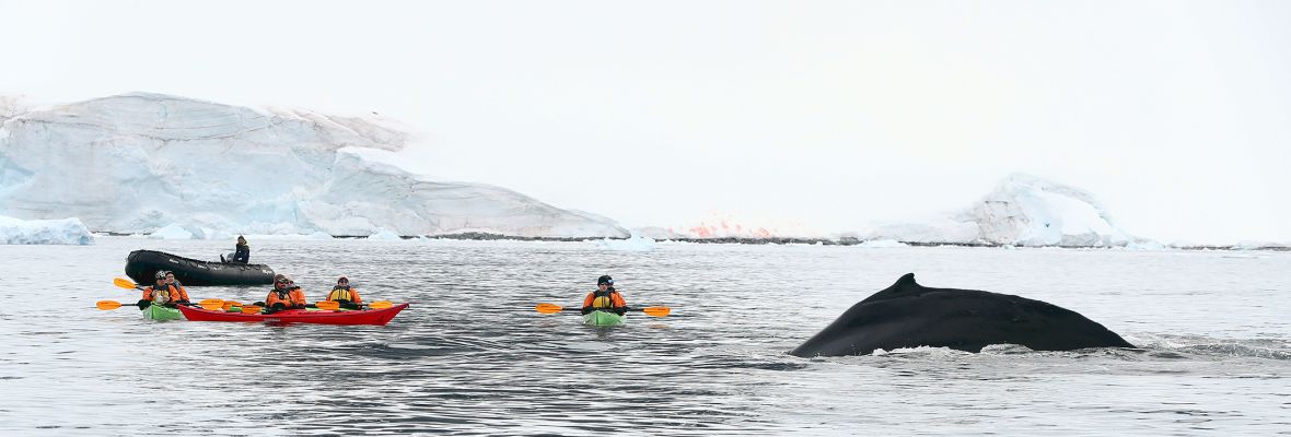 Kayaking in these waters can bring amazing encounters