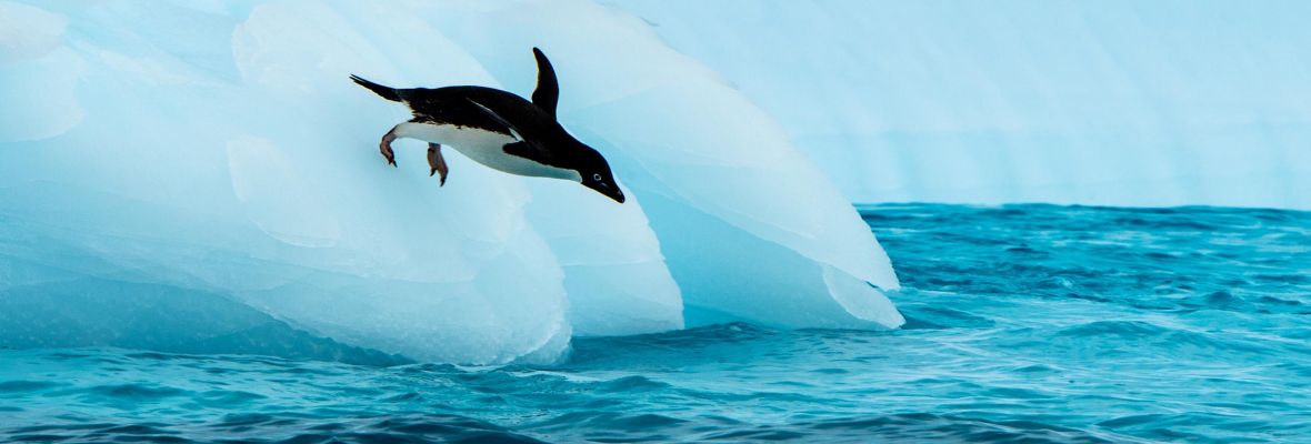Adelie penguin Adelie penguin