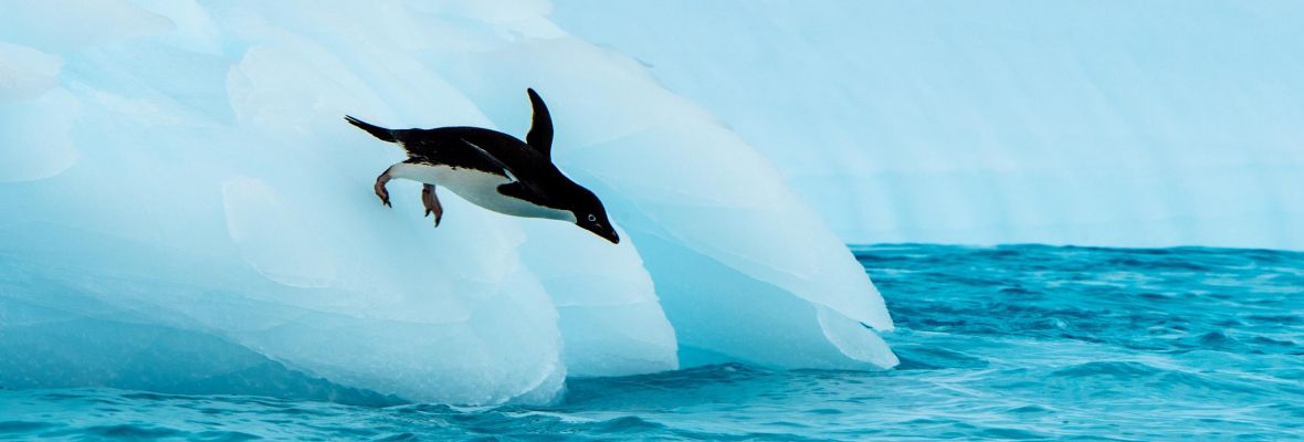 An Adelie Penguin leaps into the water