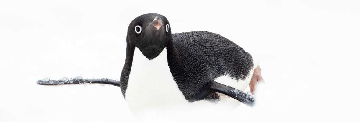 Adelie penguin sliding up close to inspect us! Adelie penguin sliding up close to inspect us!