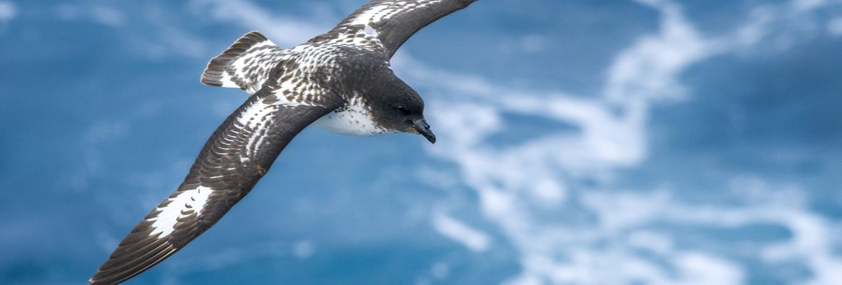 A Cape Petrel rides the winds of the Furious Fifties 