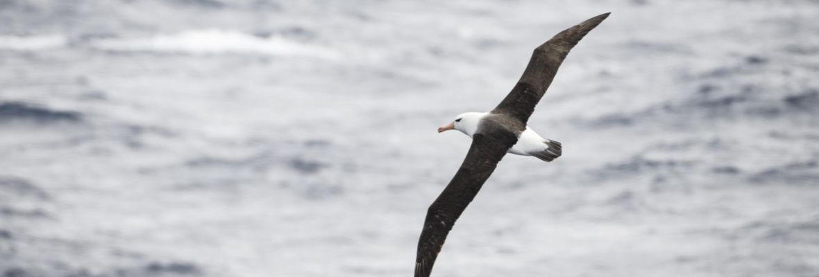 Black browed albatross Black browed albatross