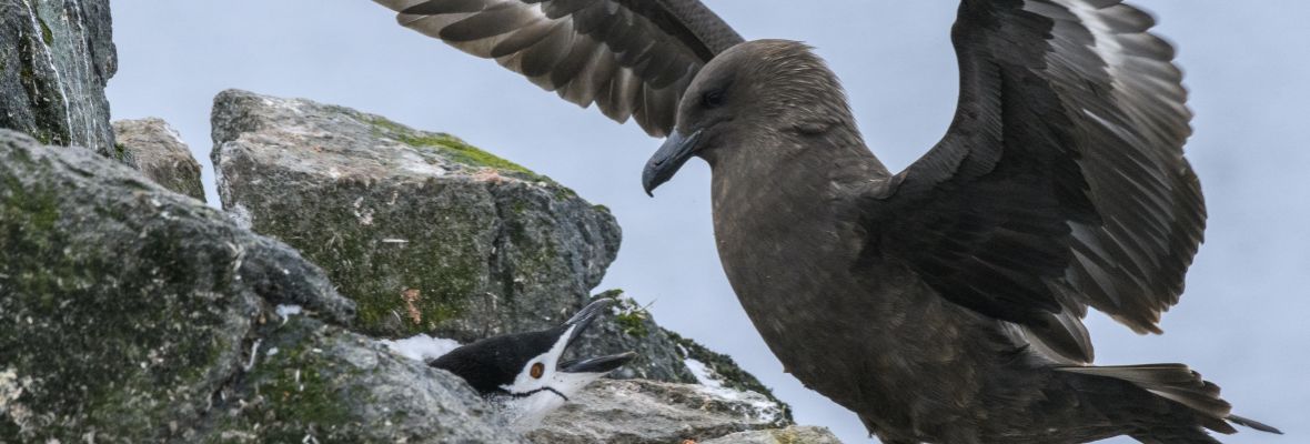 A predatory Brown Skua threatens a Chinstrap Penguins