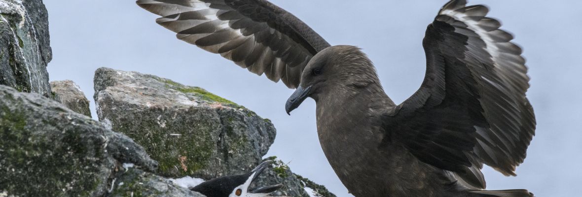 A predatory Brown Skua threatens a Chinstrap Penguin