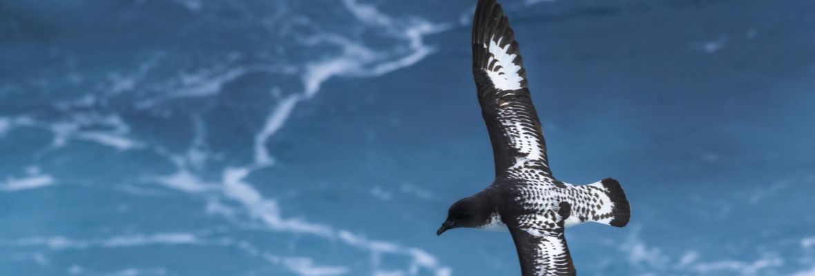 Cape petrel Cape petrel