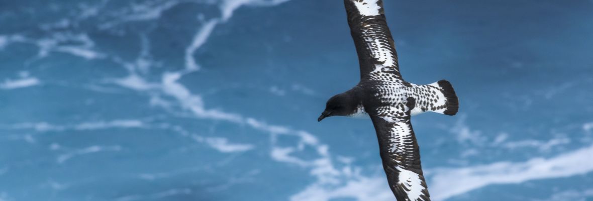 A Cape Petrel rides the waves