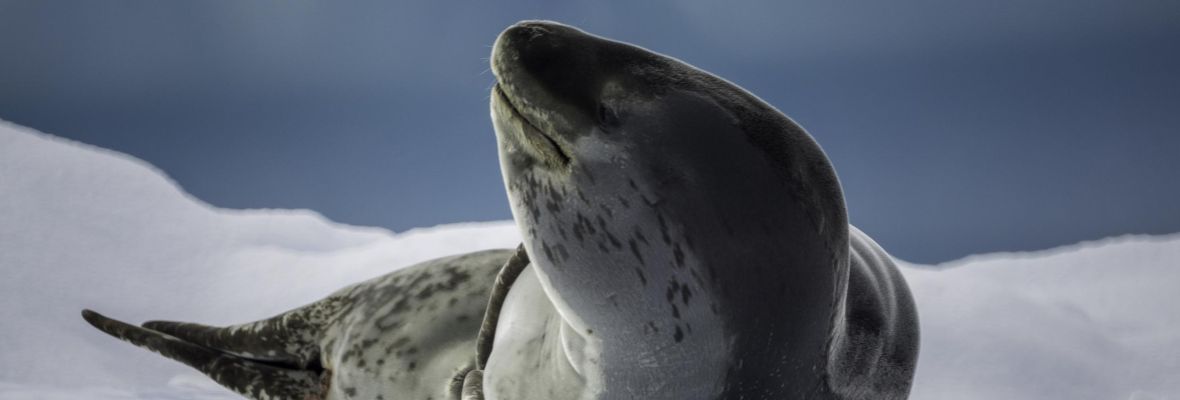 Crabeater seal Crabeater seal