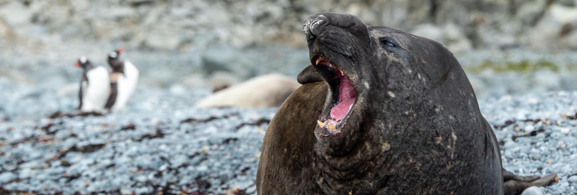 Elephant seal Elephant seal