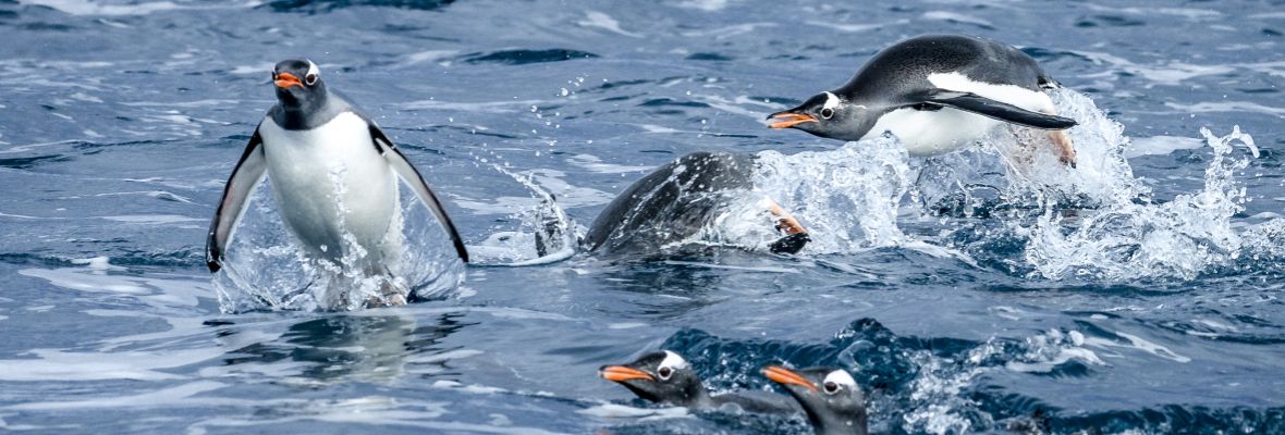 Gentoo Penguins in their natural habitat