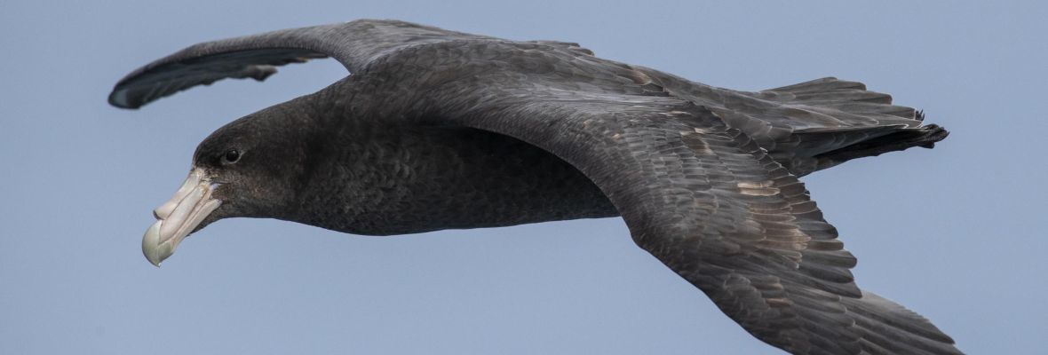 Giant petrel Giant petrel