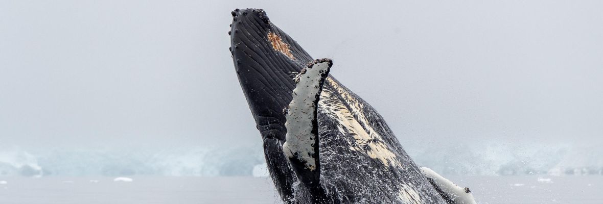 Humpback whale breaching Humpback whale breaching