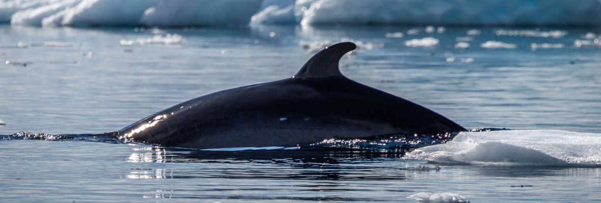 A sleek minke whale surfaces amid the ice