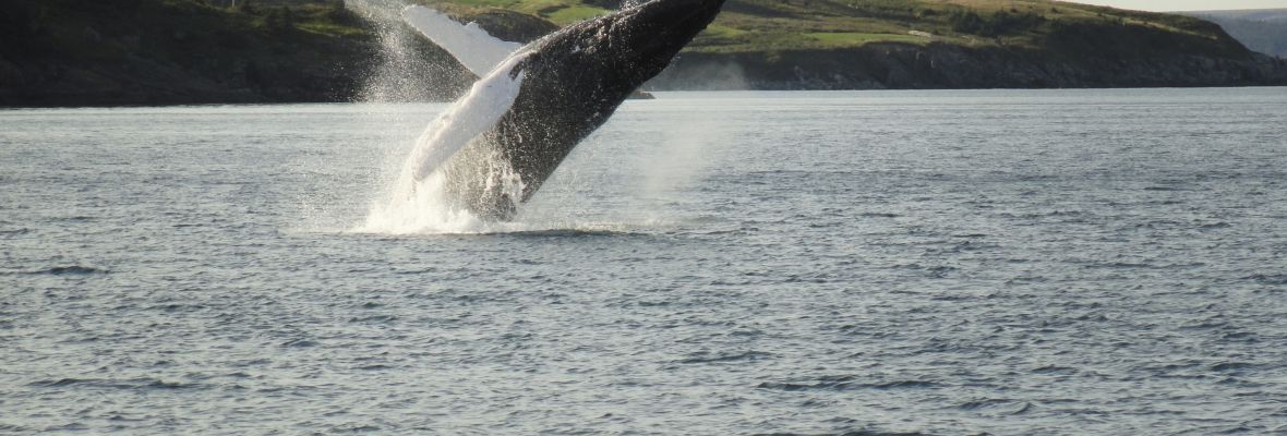 A humpback whale breaching off Newfoundland A humpback whale breaching off Newfoundland