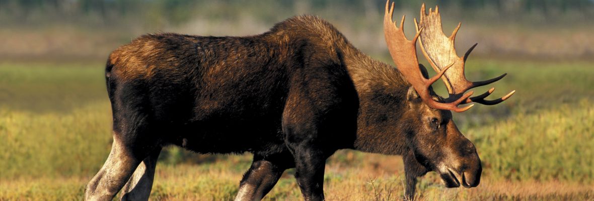 Wild moose Wild moose