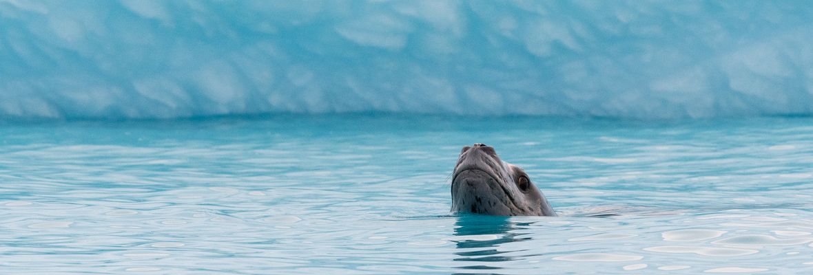 A leopard seal surfaces next to an iceberg to inspect the photographer