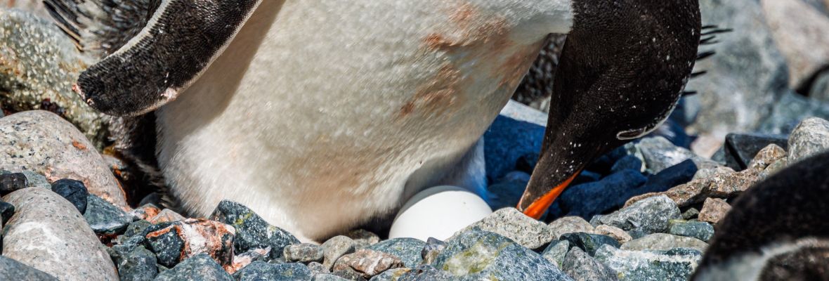 A Gentoo Penguin tends its precious egg