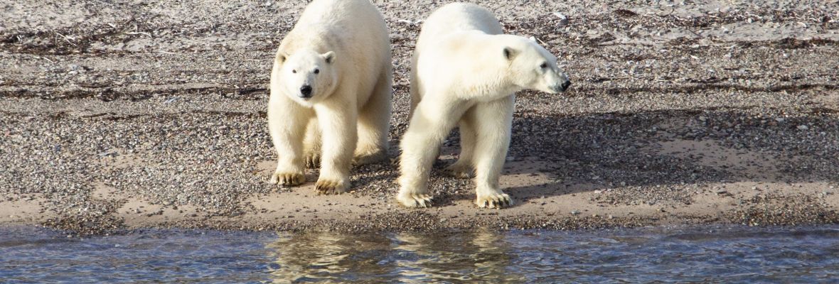 Polar Bears, Northeast Greenland 