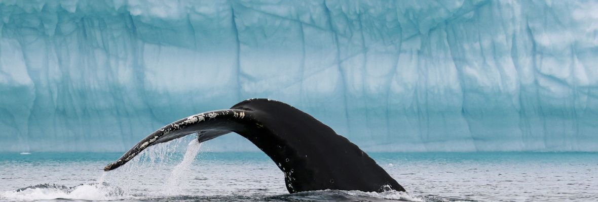 A diving humpback whale in Ilulissat Icefjord A diving humpback whale in Ilulissat Icefjord