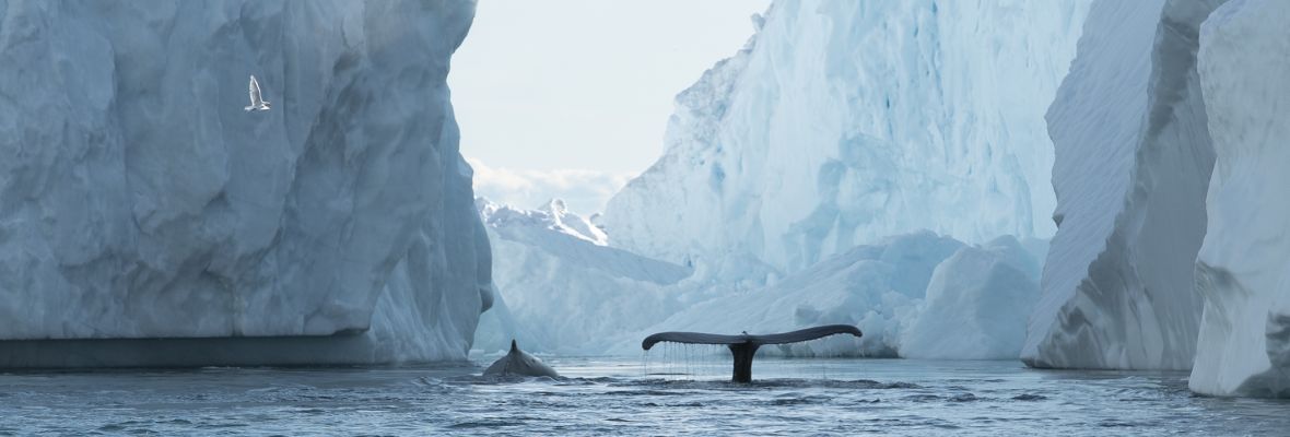 Whales frolicking among icebergs