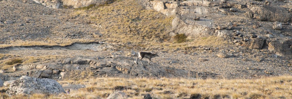 A well-camouflaged reindeer