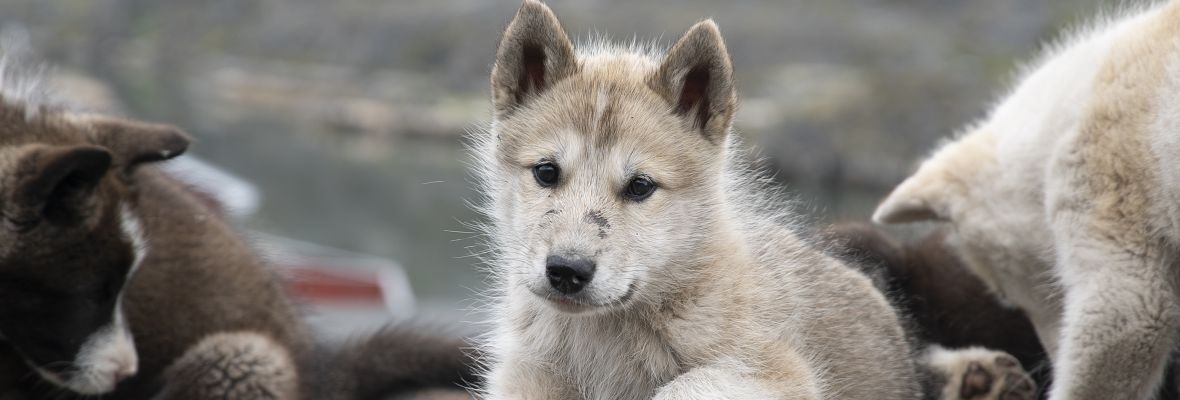 Greenlandic sled dog puppies