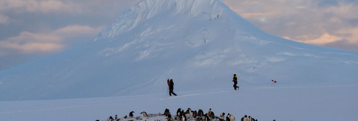 Gentoo Penguins tend their chicks amid fresh snow, Damoy Point, Antarctica
