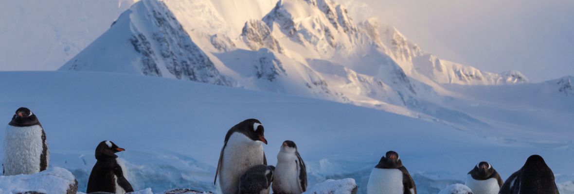 Gentoo Penguins tending their chicks amid fresh snow