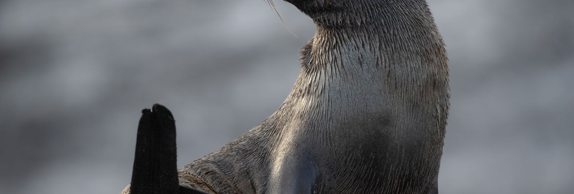 Antarctic fur seal, Deception Island, Antarctica Antarctic fur seal, Deception Island, Antarctica