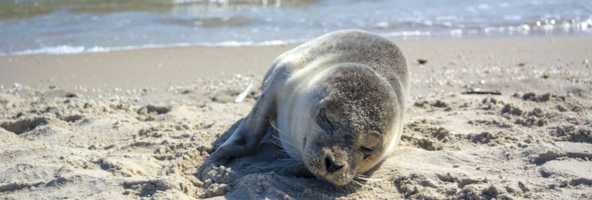 Seals are known to hunt around Grenen in Skagen Seals are known to hunt around Grenen in Skagen