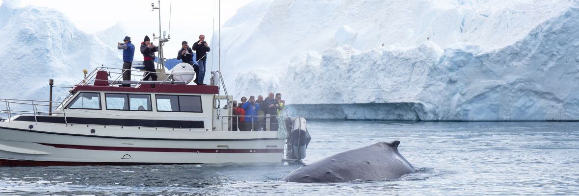 A gentle giant inspects a tour boat in Ilulissat
