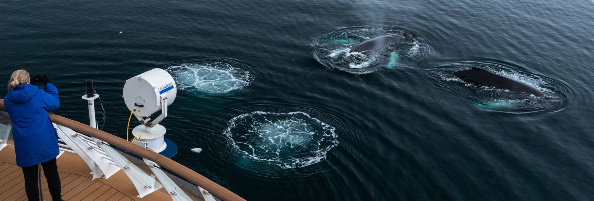 A group of humpback whales play around Ocean Victory 