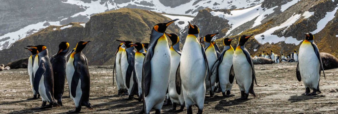 King Penguins at Gold Harbour, South Georgia