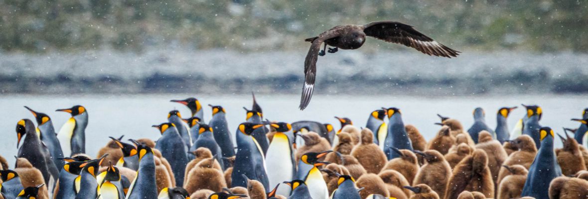 A predatory Brown Skua swoops over a King Penguin colony