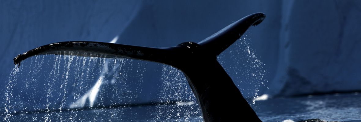 A humpback whale dives, Ilulissat, Greenland 