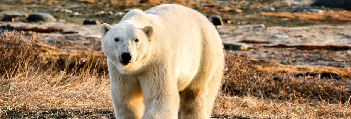 A polar bear on land 