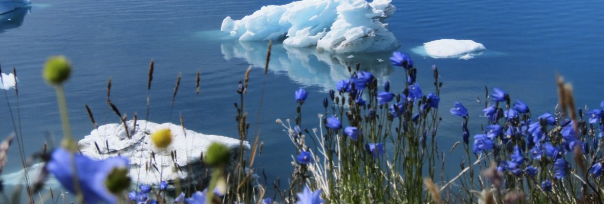 Flowers and icebergs, South Greenland