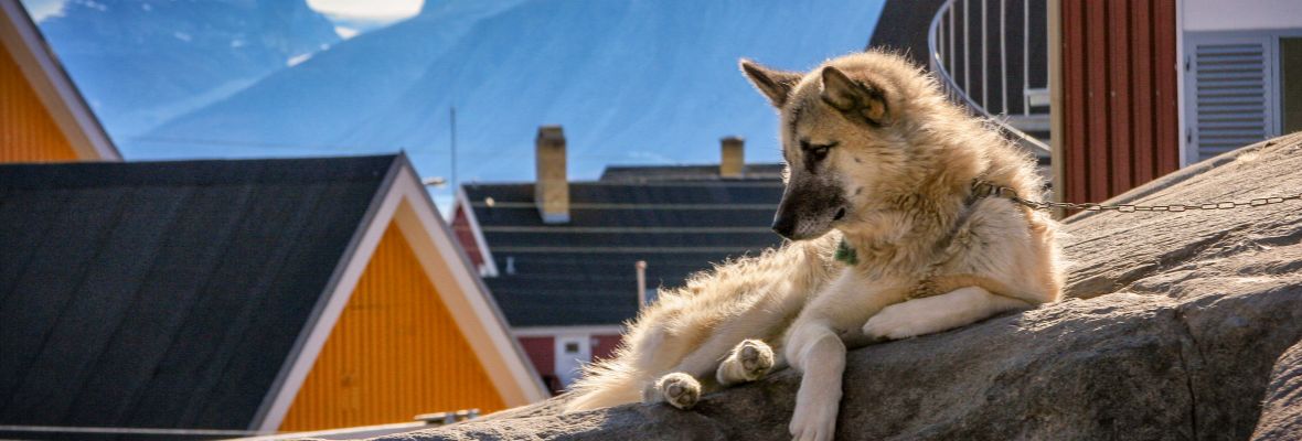 Greenlandic dog in Uummannaq