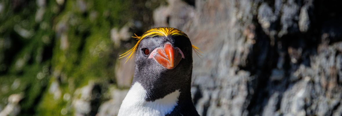 A Macaroni Penguin inspects a visitor
