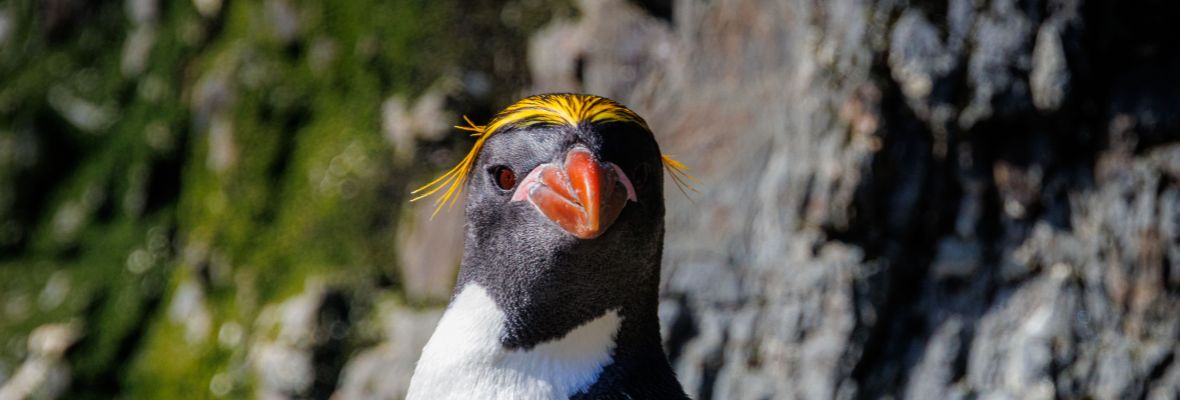 A Macaroni Penguin inspects a visitor A Macaroni Penguin inspects a visitor