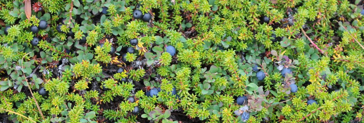 Bountiful autumn berries on the tundra