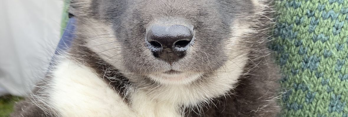 Greenlandic sled dog puppy, Sisimiut 