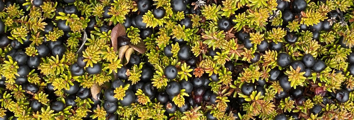 Autumn berries on the tundra