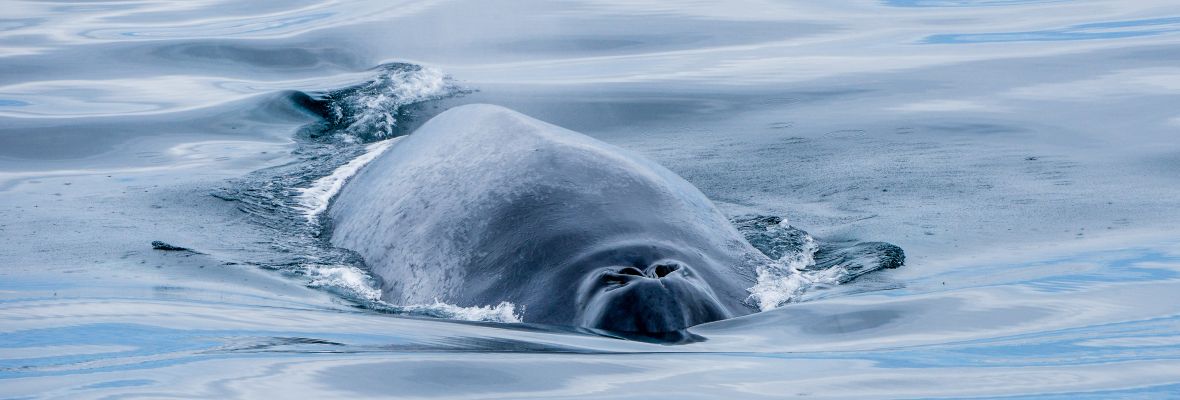 A humpback whale says hello A humpback whale says hello