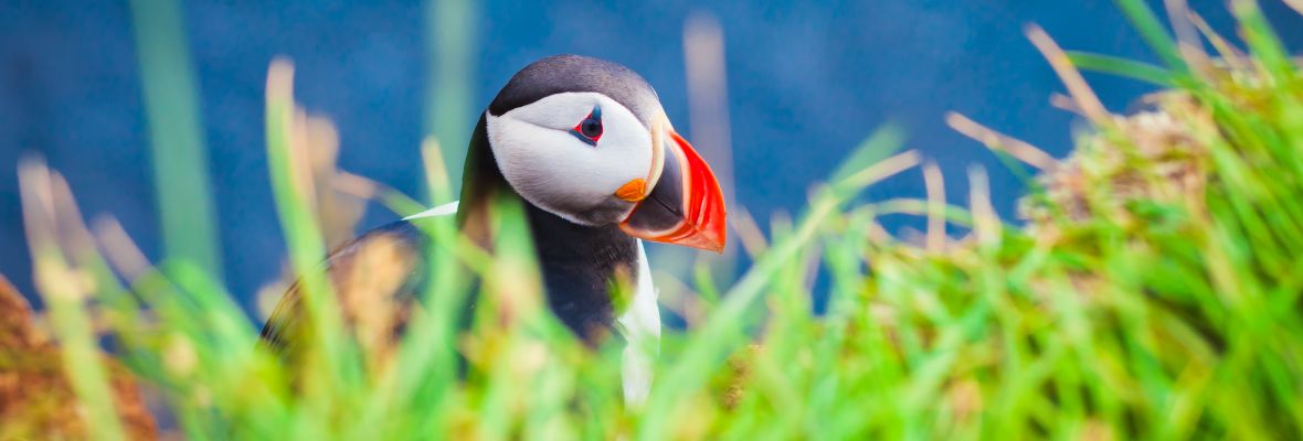 Atlantic Puffin, Westfjords Atlantic Puffin, Westfjords