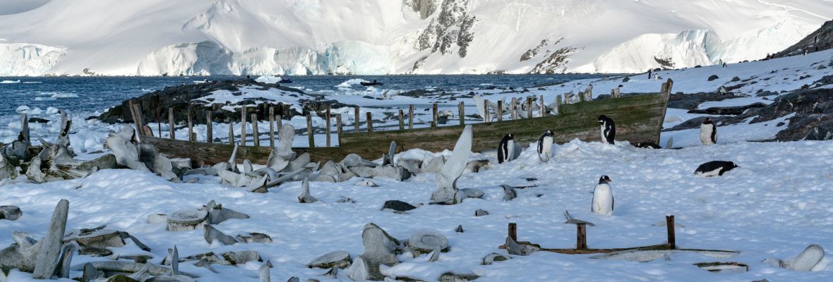 Remains from the whaling era at Mikkelsen Harbour, Antarctica